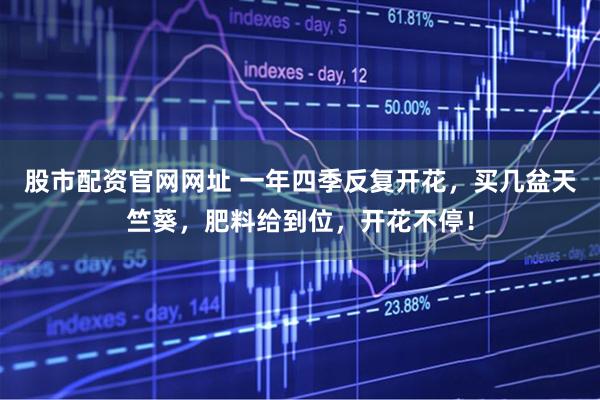 股市配资官网网址 一年四季反复开花，买几盆天竺葵，肥料给到位，开花不停！